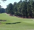 Pine Needles 1