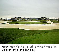 Grey Hawk